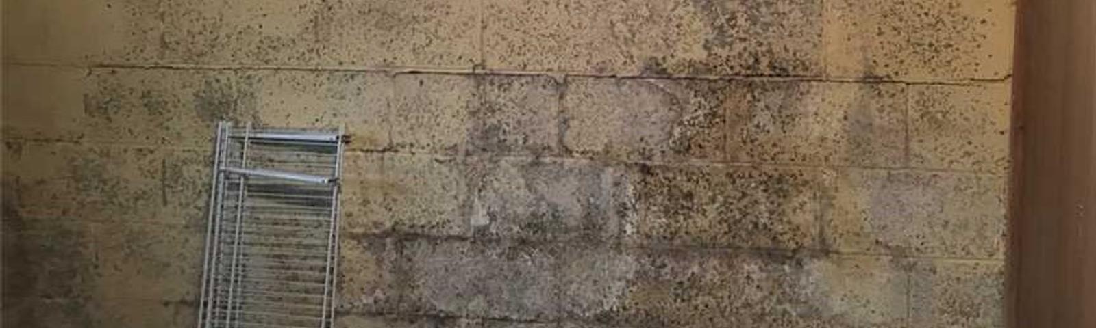 Black mold on basement walls
