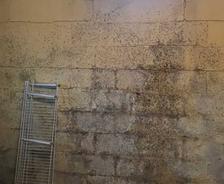 Black mold on basement walls