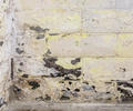 Peeling paint and black mold on an old, weathered brick wall corner.