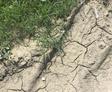 cracking soil