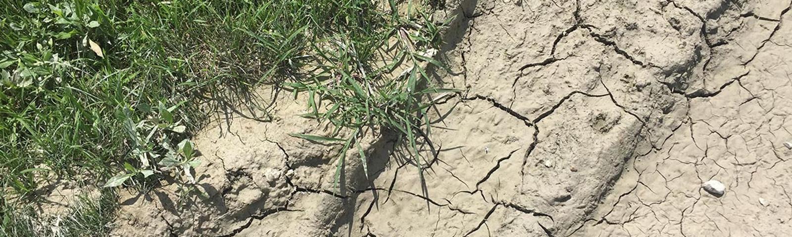 cracking soil