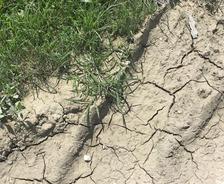 cracking soil