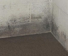 Mold on basement walls
