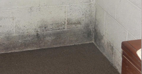 Mold on basement walls