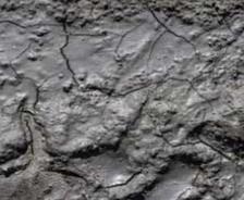 clay soil