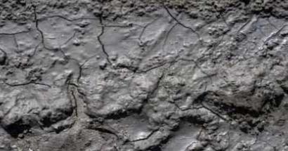 clay soil