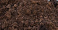 damp clay soil