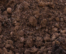 damp clay soil