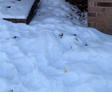 winter climate