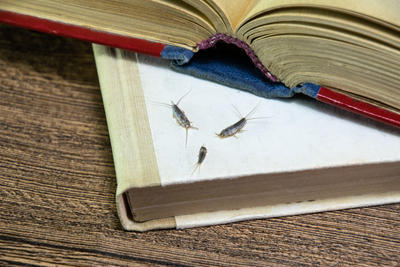 silverfish on books.