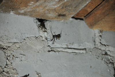 A spider hangs from a web on a rough, gray concrete wall, blending in seamlessly among the basement bugs.