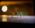 spider and bugs in basement