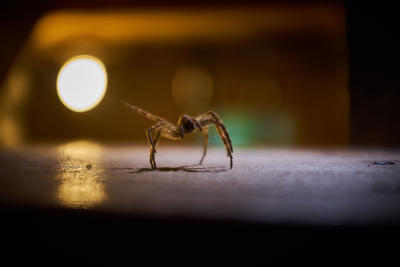 spider and bugs in basement