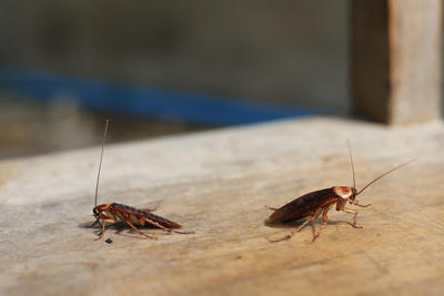 roaches
