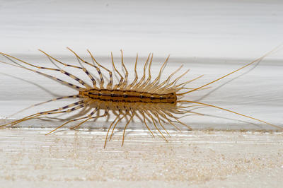 basement centipede