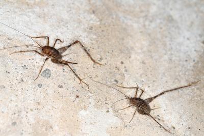 Crickets