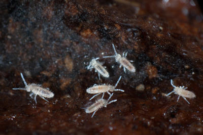 springtails