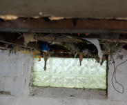 Nasty Basement with falling insulation and mold