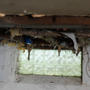 Nasty Basement with falling insulation and mold