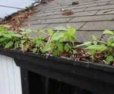 Foliage clogged gutters.