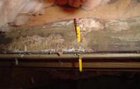 Pencil through rotting wood
