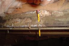 Pencil through rotting wood