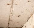 insects in a crawl space