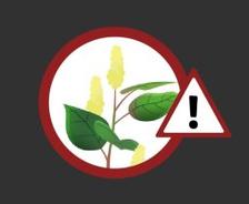 illustration of Japanese Knotweed