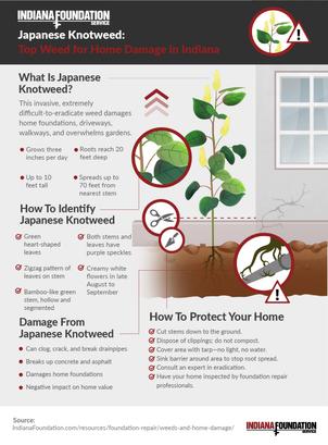 infographic weeds and home damage
