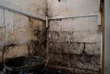 mold growing on a basement wall
