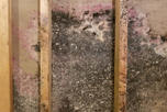 basement mold