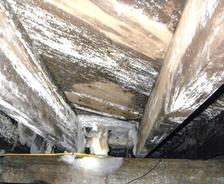 Mold on crawlspace beams.