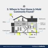 where to find mold in your home