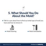 what you should do about mold