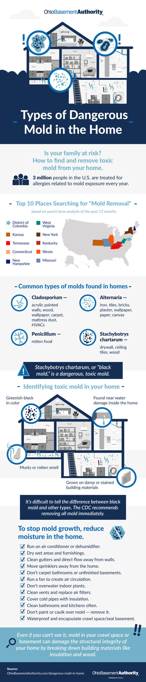 Types of dangerous mold in the home