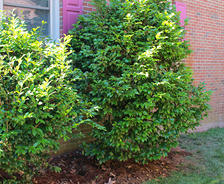 landscaping with foundation in mind