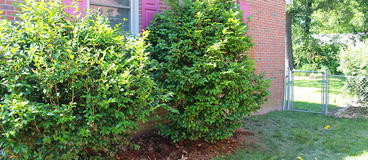 landscaping with foundation in mind