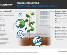 Japanese knotweed infographic