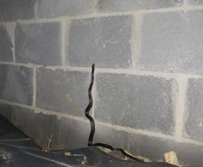snake in home