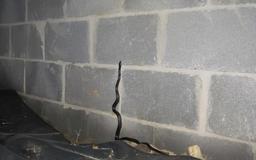 snake in home