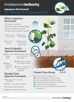 japanese knotweed hurts the foundation