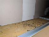 bug droppings on insulation
