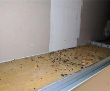 bug droppings on insulation