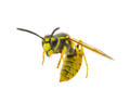 wasp