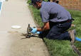 A worker using PolyRenewal to fix a sidewalk.
