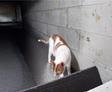 cat in a crawl space