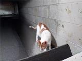 cat in a crawl space