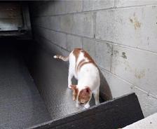cat in a crawl space