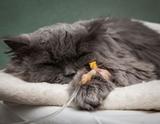 sick cat